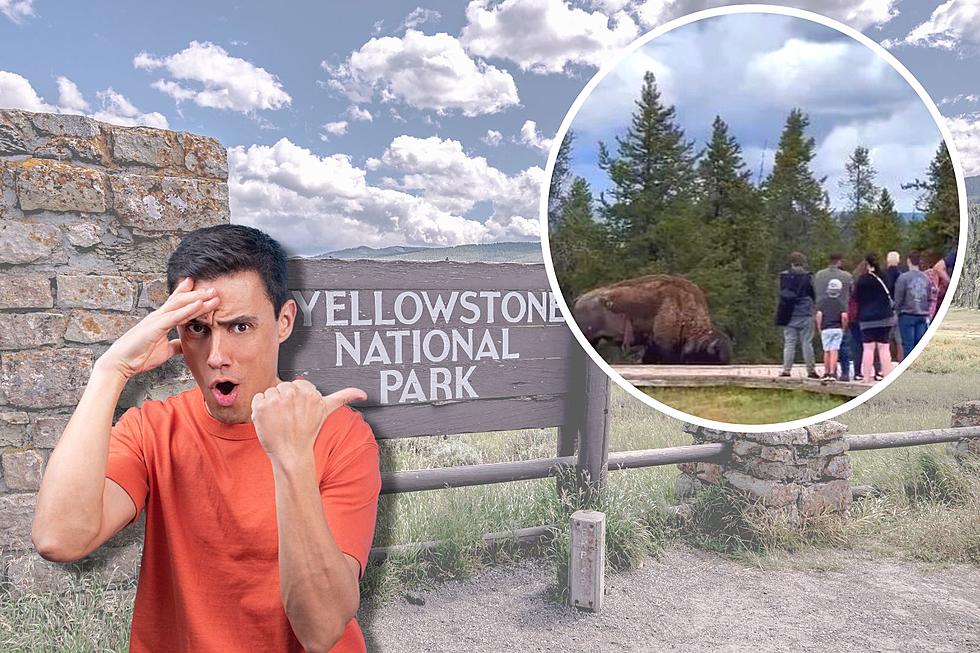 [VIDEO] June 2023&#8217;s Dumbest Tourists of Yellowstone National Park