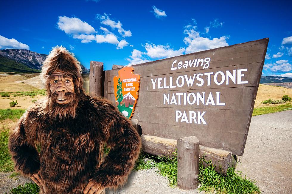 [VIDEO] Hairy Hoax? Two Bigfoot Spotted in Yellowstone, Wyoming