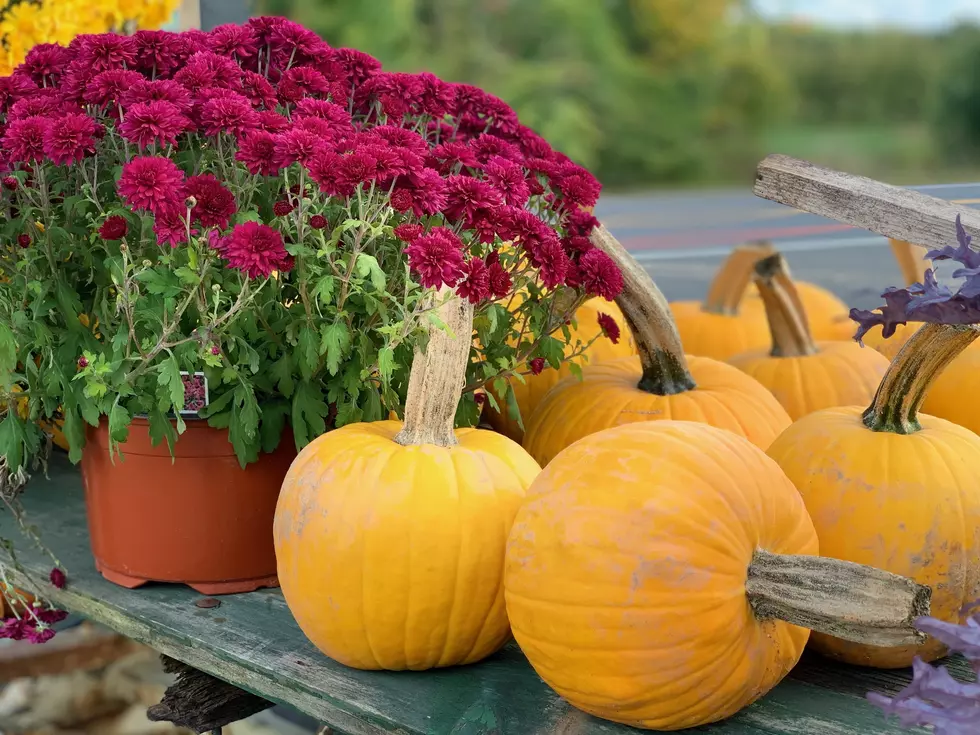 Hudson Valley NY These Are the Perfect Pumpkins for Your Baking