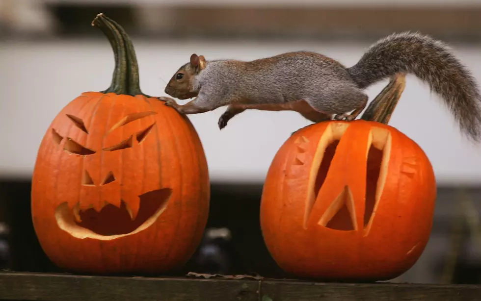 October is Squirrel Awareness Month? This is Nuts!