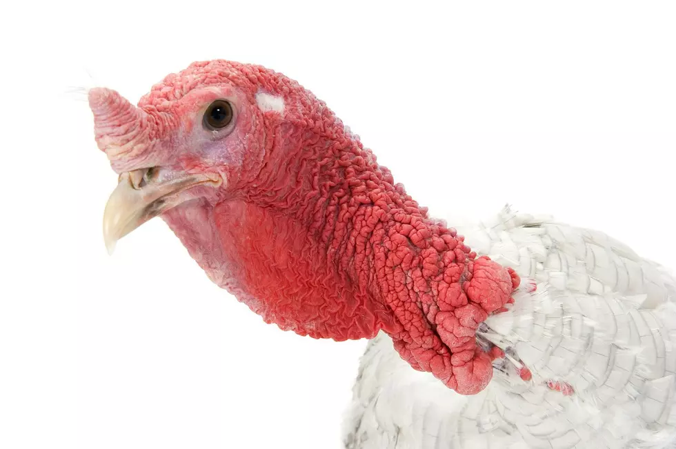 Sponsor a Turkey Through the Catskill Animal Sanctuary