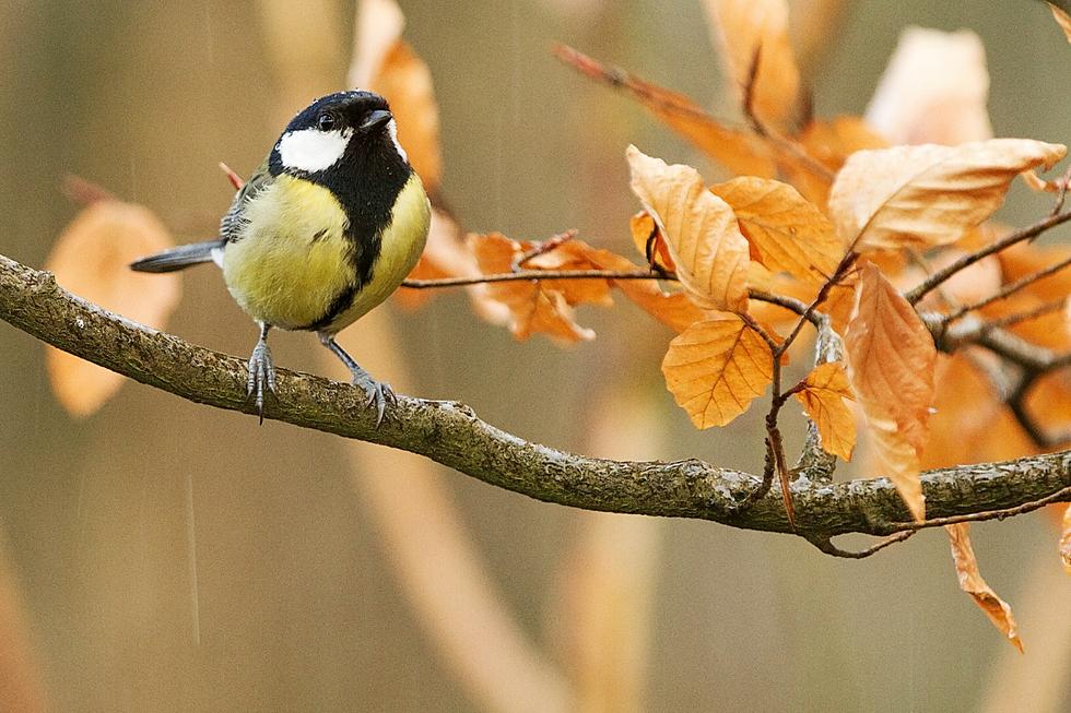 5 Must Do’s For Helping Out Birds During New York State Winters