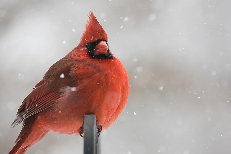 Are These the 5 Best Places to Bird Watch in the Hudson Valley?