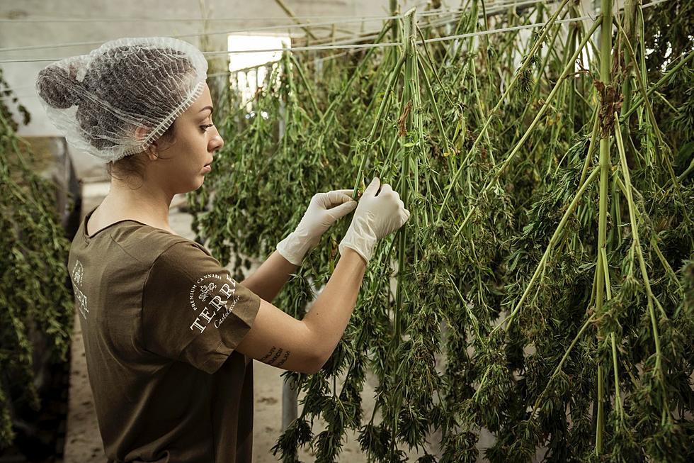 5 Hot New Cannabis Career Jobs Hiring Now in the Hudson Valley