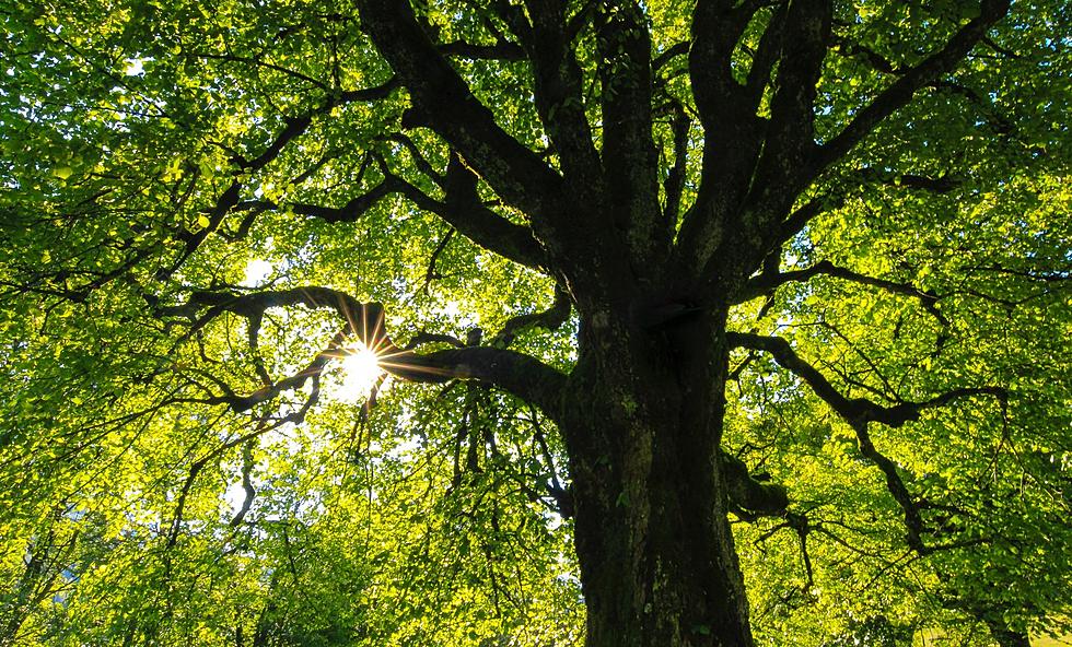 5 Simple Ways The Hudson Valley Can Make Everyday Arbor Day