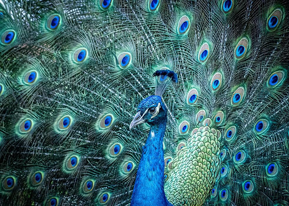Will You Discover Peacocks at One of the 3 Hudson Valley Zoos?