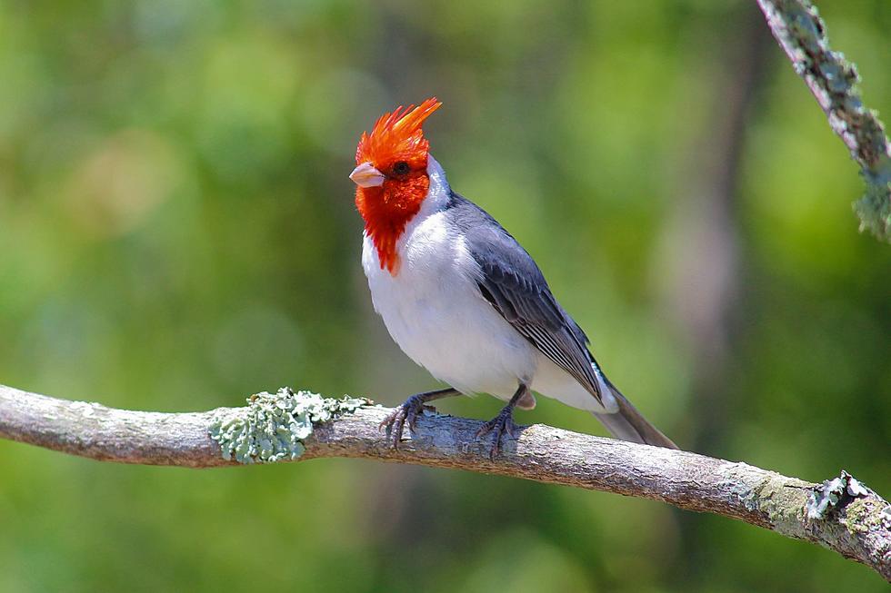 Why Doesn’t New York’s Birding Trail Include the Hudson Valley?