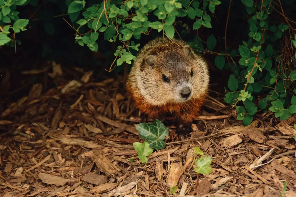 5 Cues Your Hudson Valley Yard is Overrun By Wicked Woodchucks