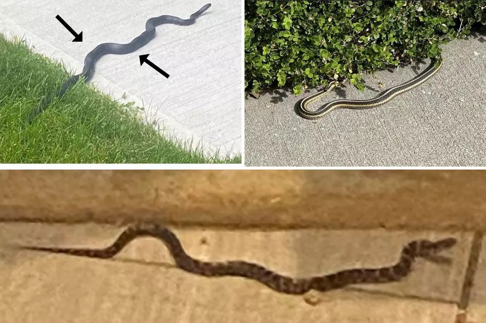 The Hudson Valley’s Scary Snake Encounters of 2022