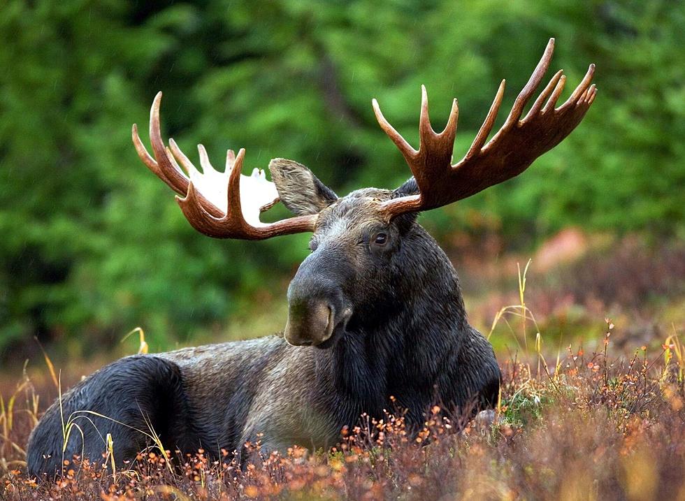 Spot a Moose for New Photo Contest In New York