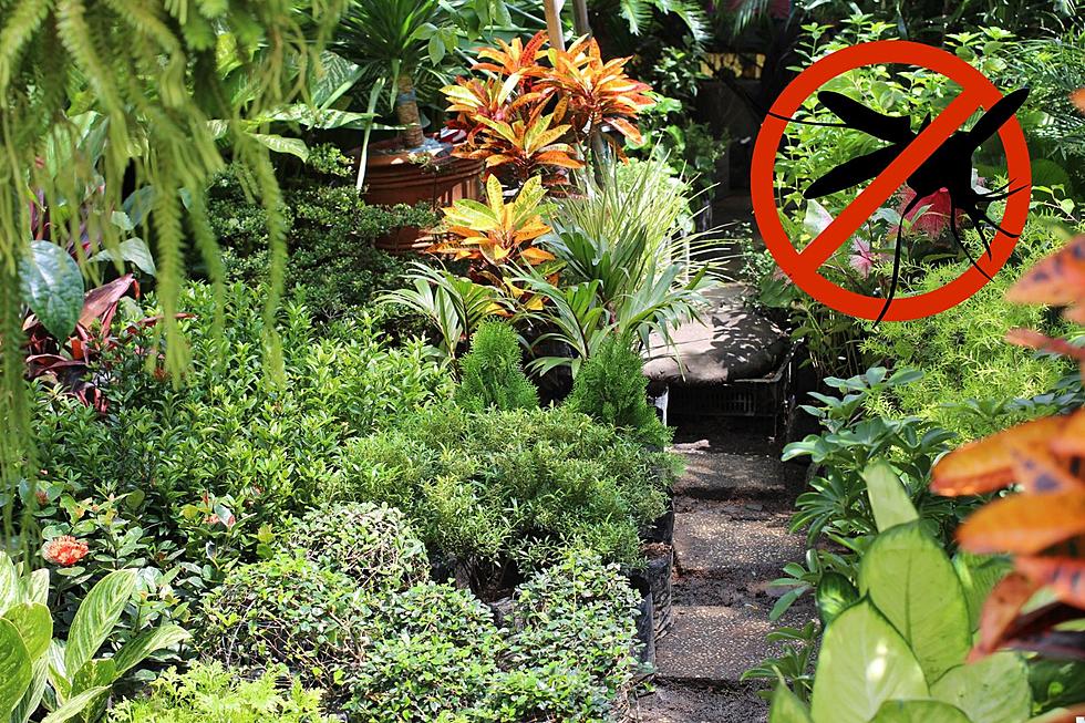7 plantas para mantener alejados a los insectos en NY este verano