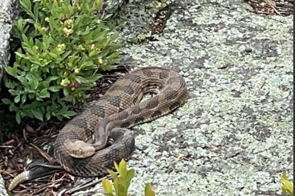 Giant Slithering Snake Spotted in Ulster County, New York