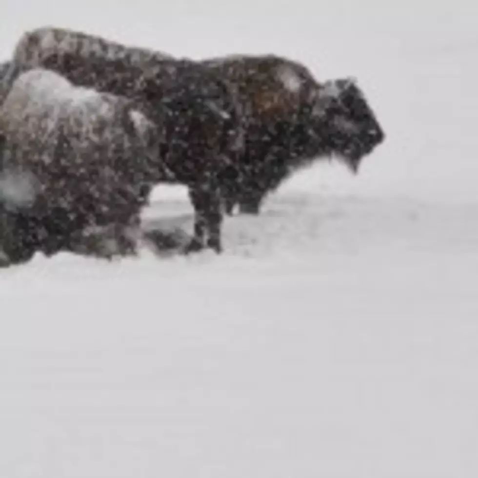 Enviromental Groups Want Bison Listed As Endangered [Audio]