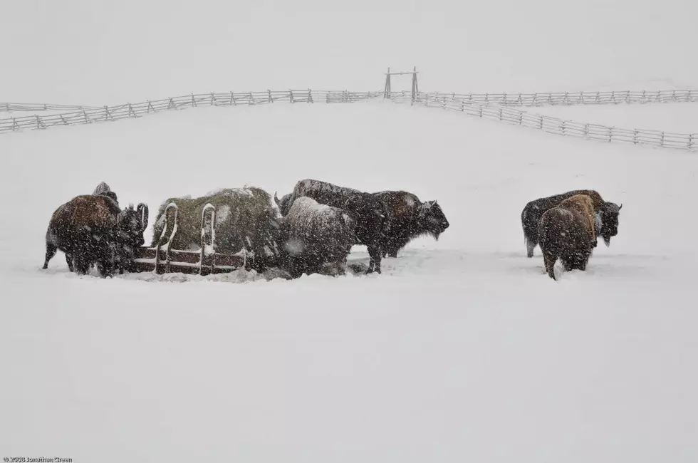 Enviromental Groups Want Bison Listed As Endangered [Audio]