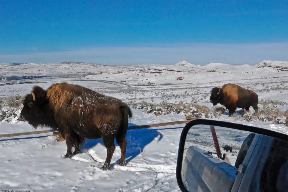 Yellowstone Completes Annual Bison Count [AUDIO]