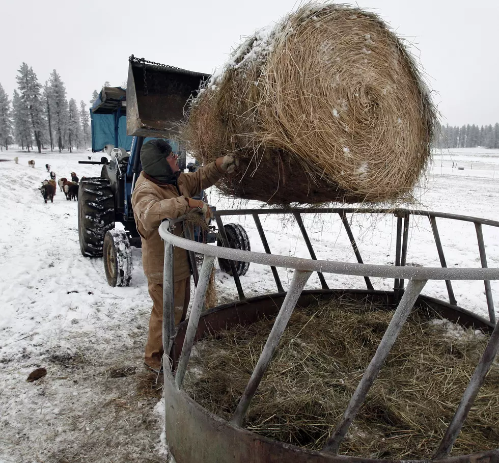 Hay Prices in March Were Up in Wyoming [Audio]