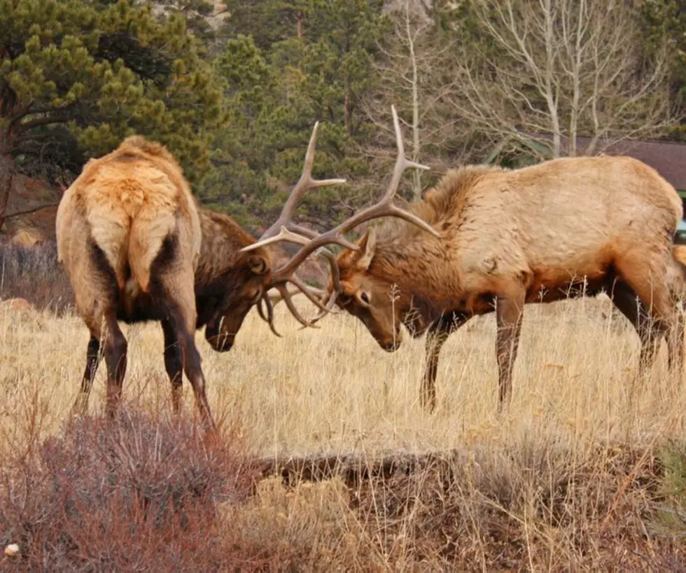 Wyoming Hunters to be Surveyed [AUDIO]