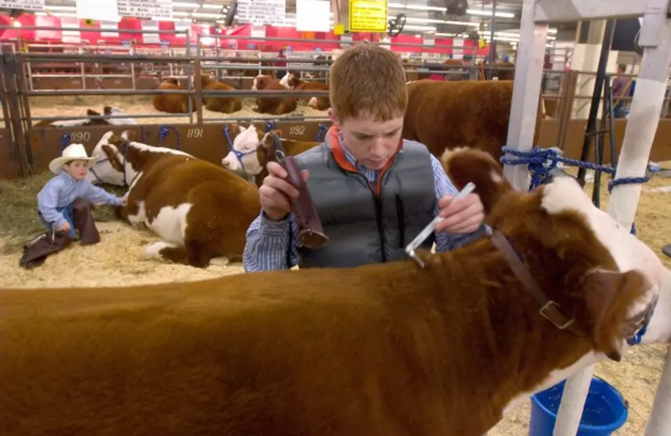 The Wyoming Premium Heifer Program Completes First Year [AUDIO]
