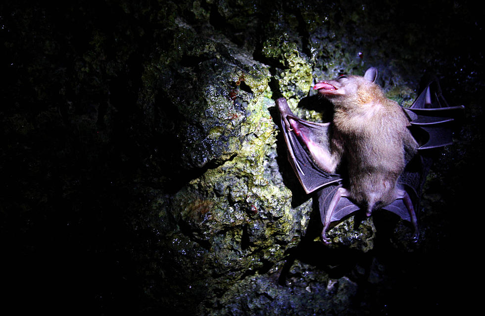 Bat Study Underway [AUDIO]