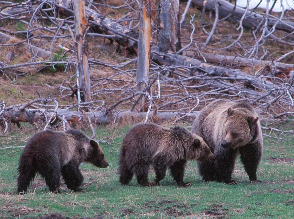 Grand Teton Bear Has More Cubs [AUDIO]