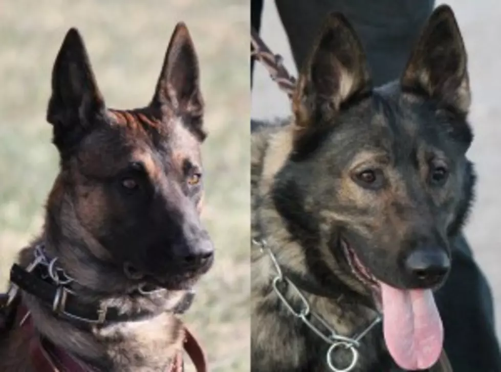 Cheyenne Police to Commission 2 New Police Dogs