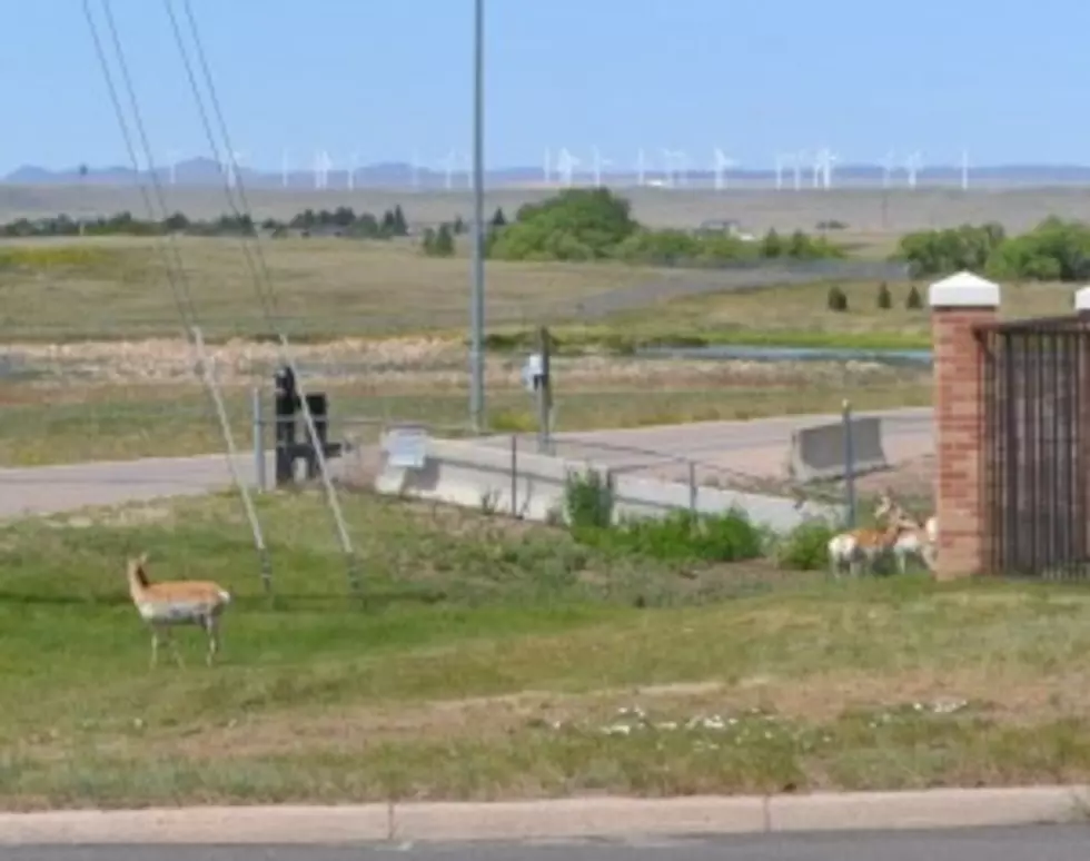 Game &#038; Fish: Don&#8217;t Need To Report Antelope or Deer In Town