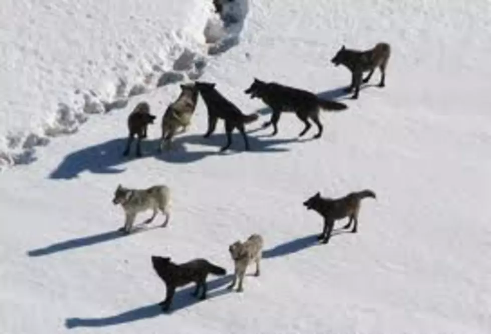 Wolf Hunt Area 1 Near Cody is Closed [AUDIO]