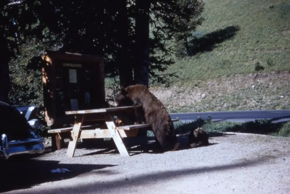 Bighorn Forest Officials Warning Campers About Bears [AUDIO]