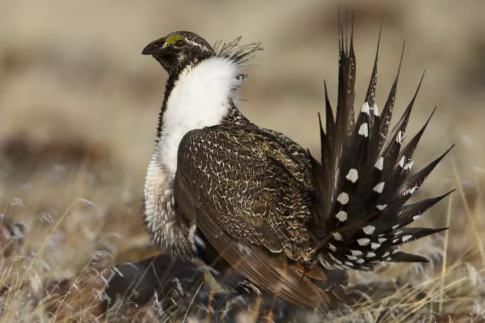 Wyoming Officials Seek Dead Sage Grouse for West Nile Tests