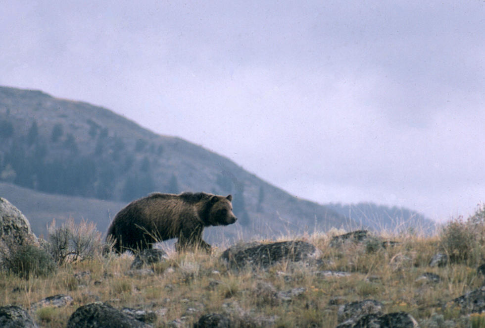 Grizzly Bear Deaths Down In The Greater Yellowstone Ecosystem [AUDIO]