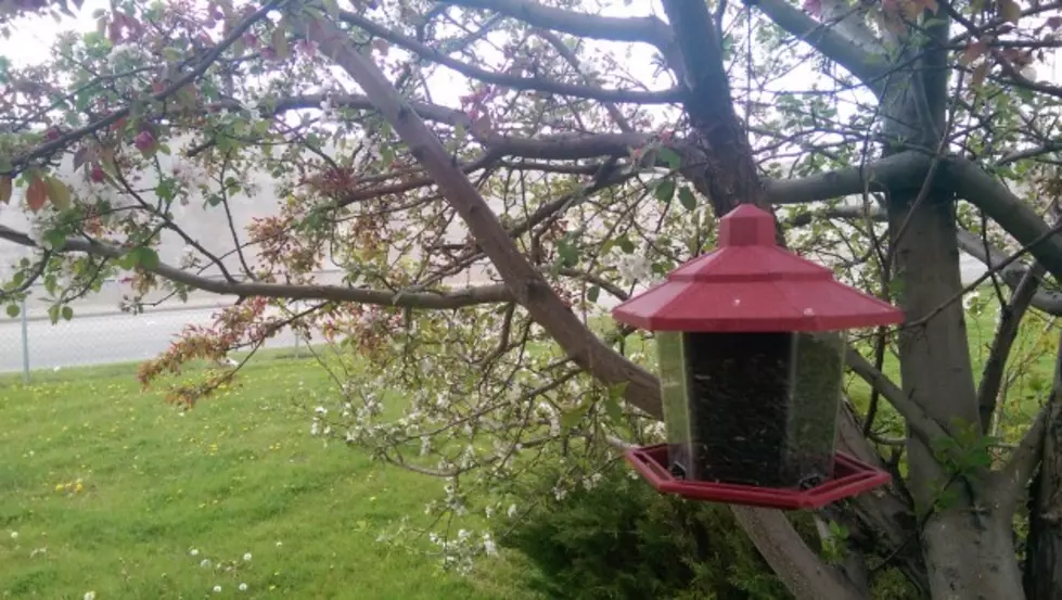 Time To Fill The Bird Feeders&#8230;But With What?