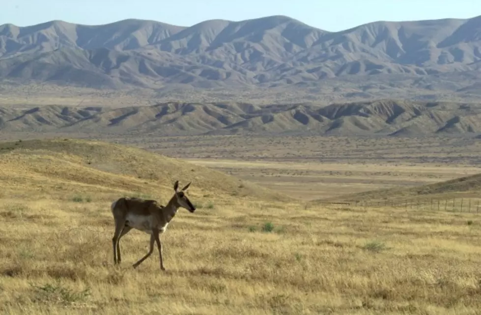 Wyoming Women&#8217;s Antelope Hunt Next Month