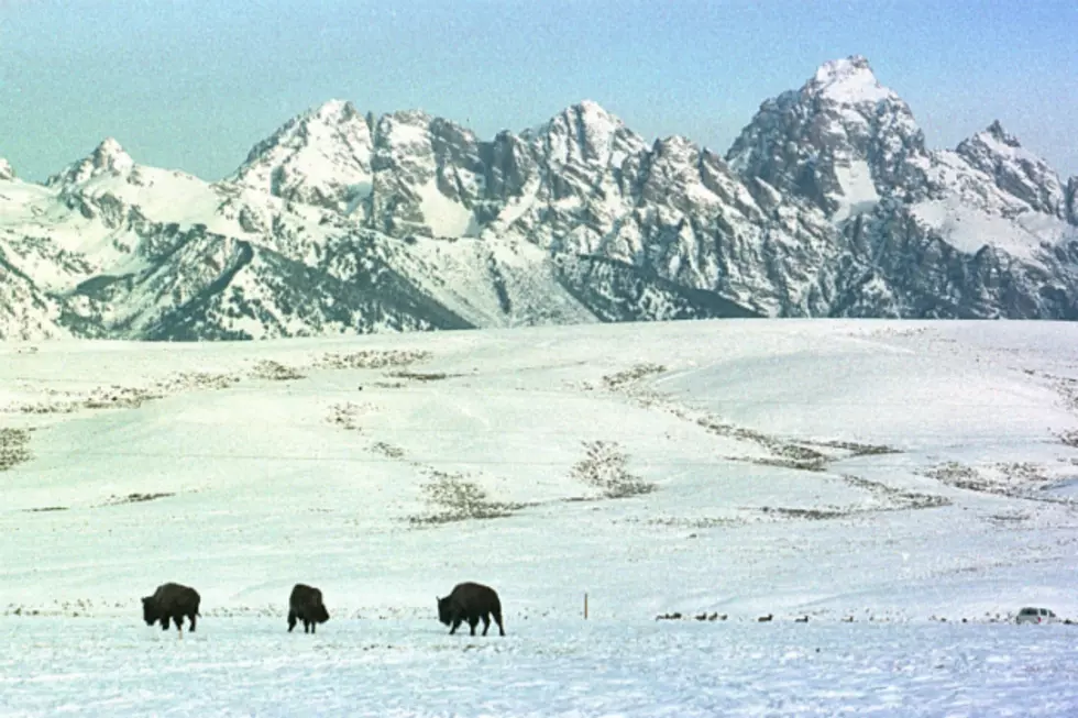 Conservation Plan for the National Elk Refuge is Available for Comment
