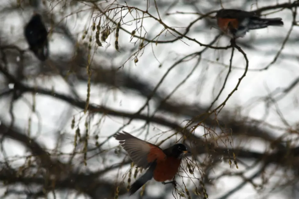 Volunteers Wanted for Christmas Bird Count