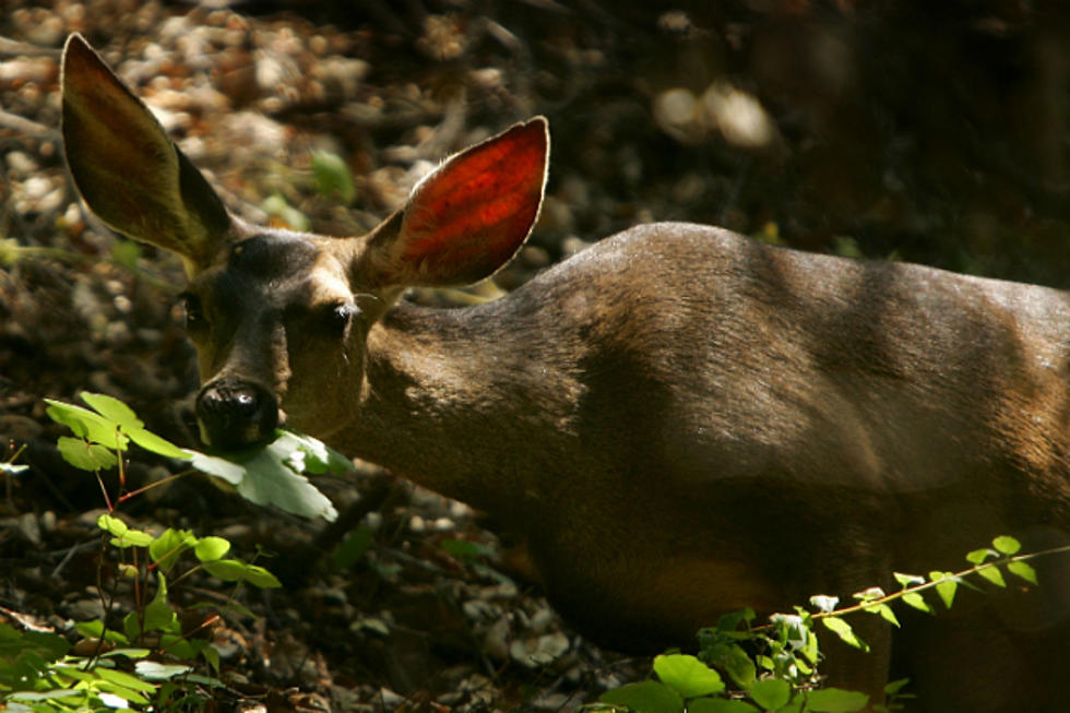 Wyoming Authorities Check Hunters’ Deer for Wasting Disease