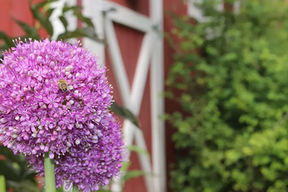 Weekend Tips For Your Garden: Plants That Attract Pollinators To Your Yard