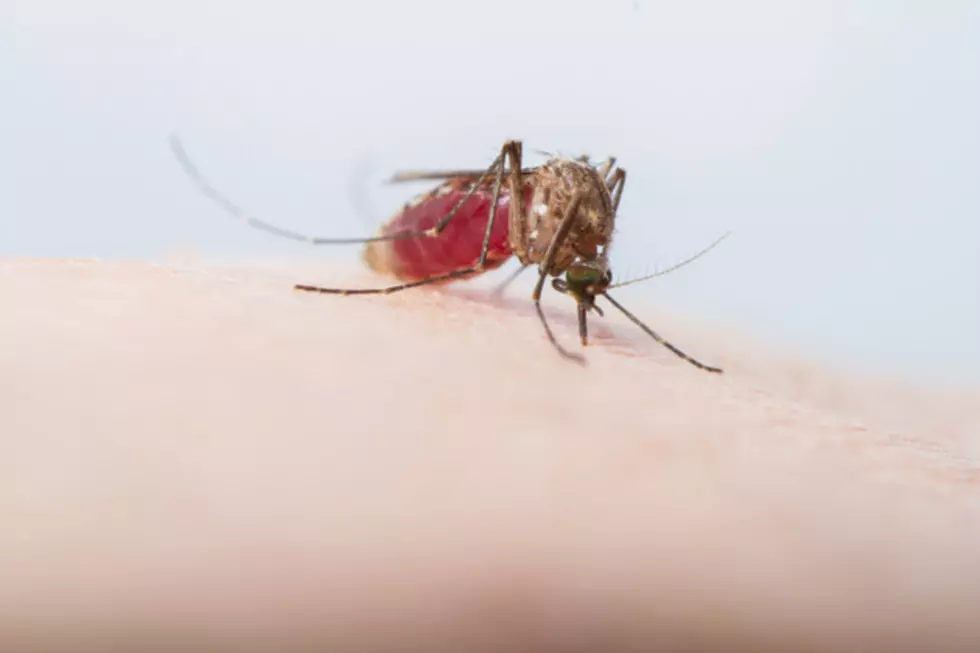5 Ways To Naturally Keep Mosquitoes Away This Summer
