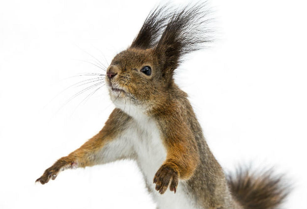 5 Actual Crimes That Squirrels Committed
