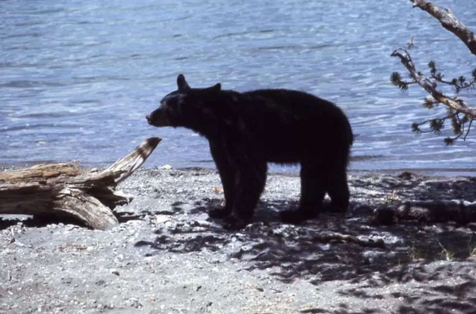 Wyoming Closes Black Bear Hunting Area 9