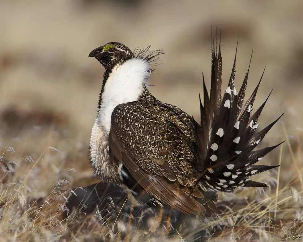 Group Sues Over Sage Grouse