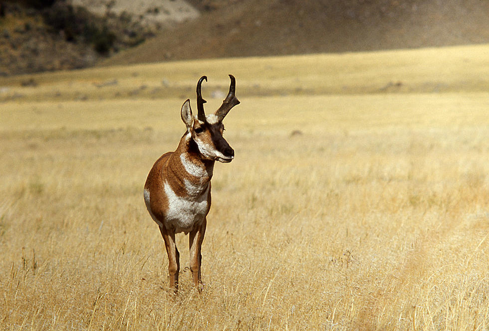 Tips Sought on Pronghorn Poaching Near Cheyenne