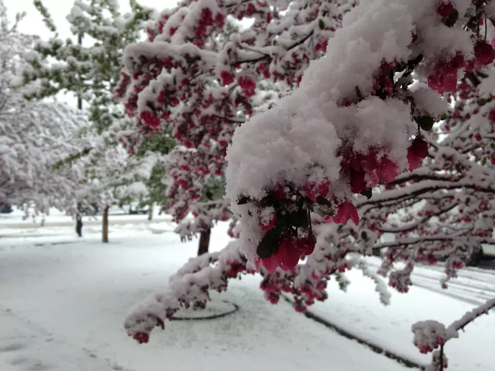5 Cool Facts On Wyoming Snow