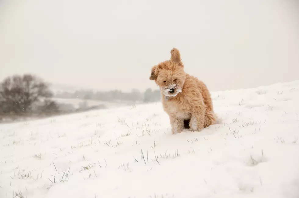 REMINDER: It’s Illegal to Leave Pets Out in the Cold in Wyoming