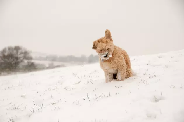 REMINDER: It&#8217;s Illegal to Leave Pets Out in the Cold in Wyoming