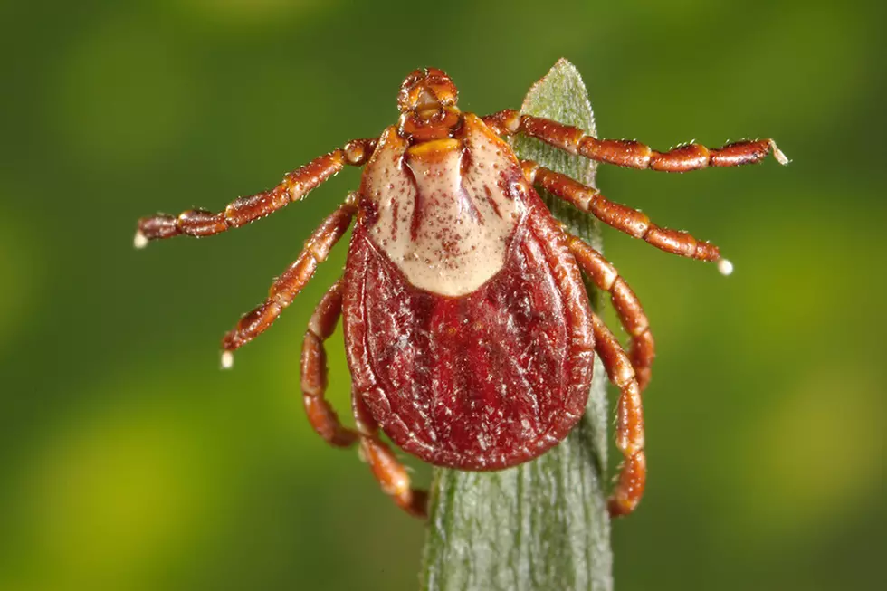 Wyoming Health Officials Issue Tick Warning