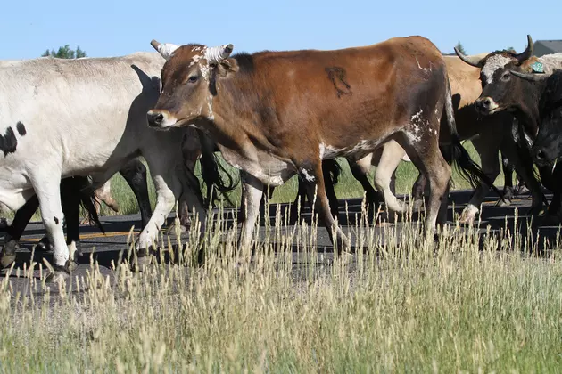 Wyoming Warns Livestock Owners to Watch for Spreading Virus