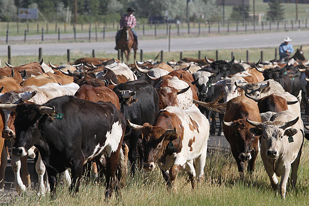 200 Head of Cattle Hampered I-90 Traffic in Southern Montana