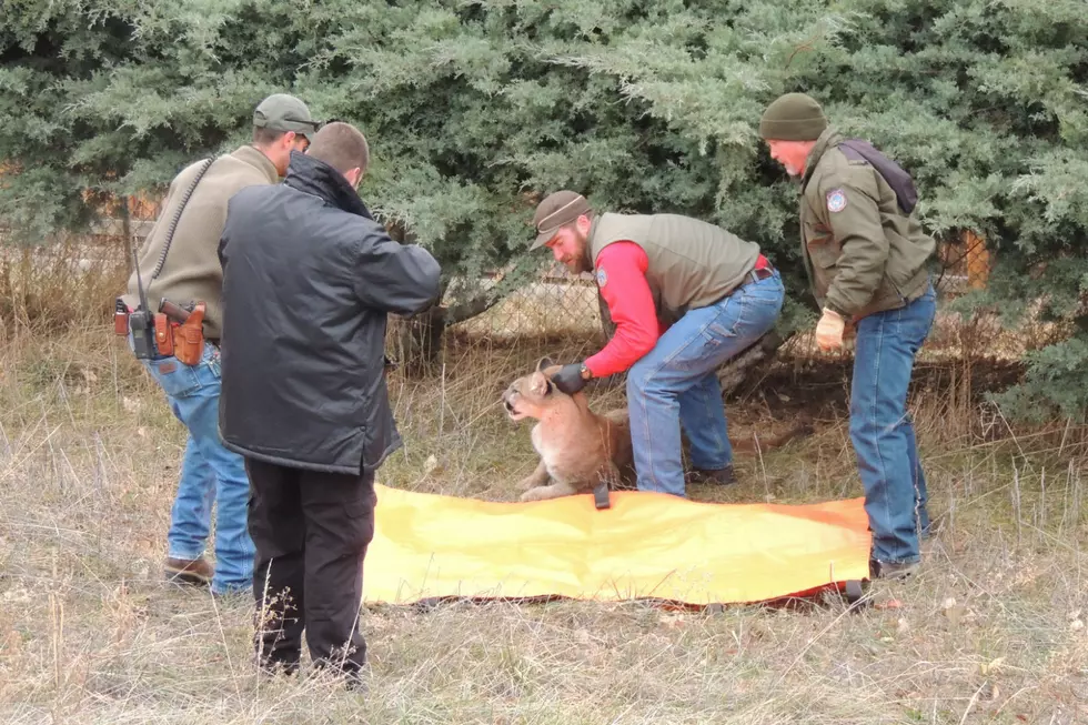 Mountain Lion Captured in East Cheyenne [PHOTOS, VIDEO]