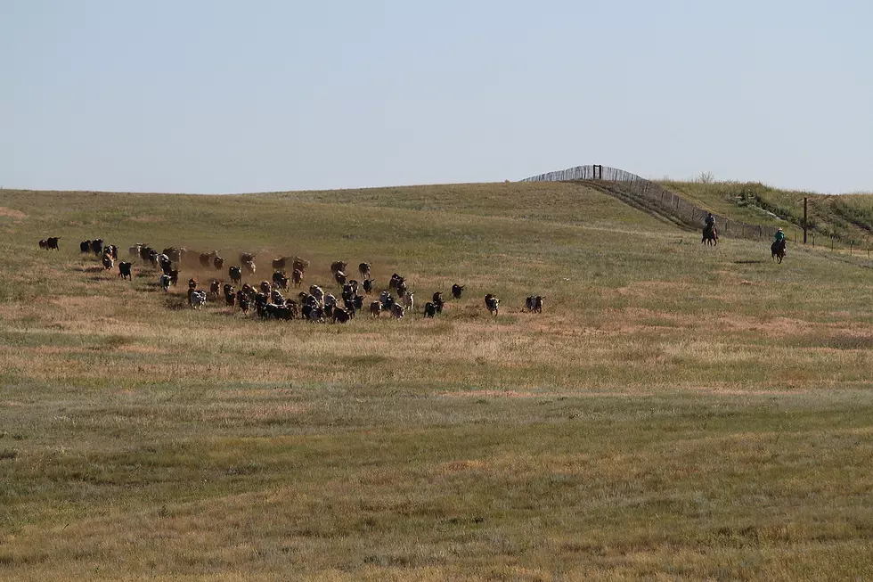 $10K Worth of Cattle Stolen from Pasture in Laramie County