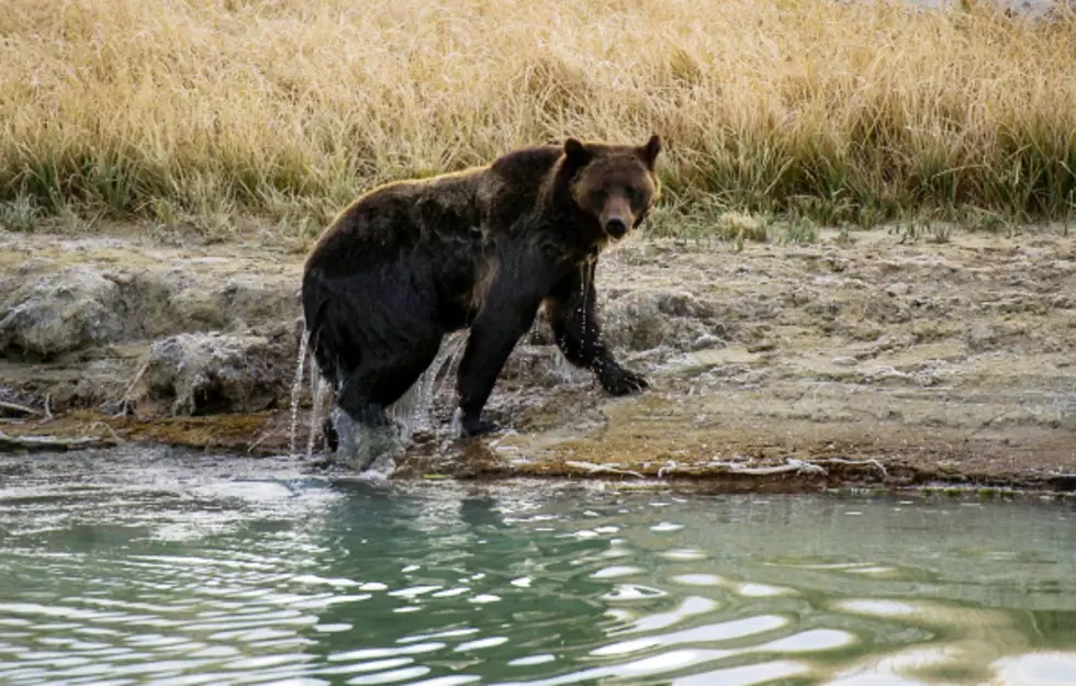 Fun With Bears In Yellowstone Wyoming [VIDEOS]